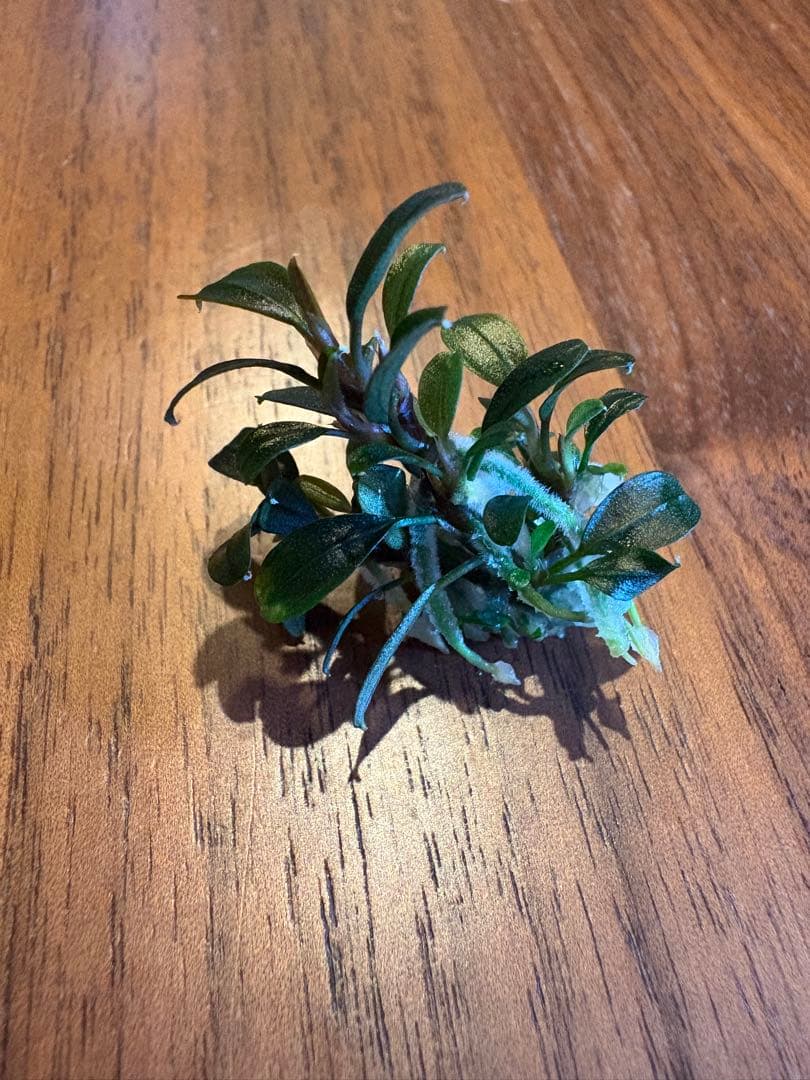 ブセファランドラsp.クダガンミニラウンド sp. kedagang 8株