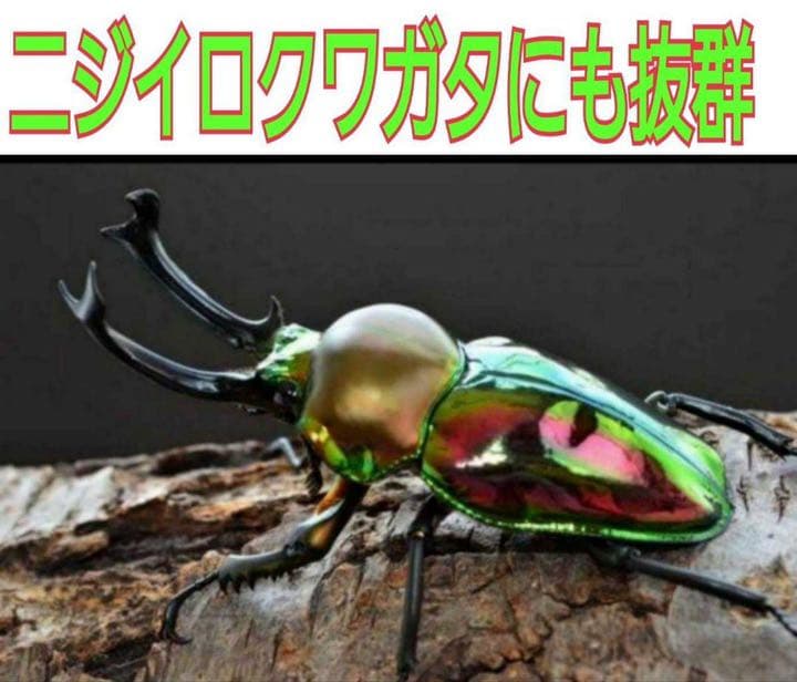 極上！黒アワビタケ菌糸瓶【12本】初令、2令に最適なサイズ！ニジイロクワガタに！