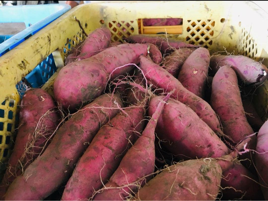 鹿児島県産さつまいも《紅はるか》100kg
