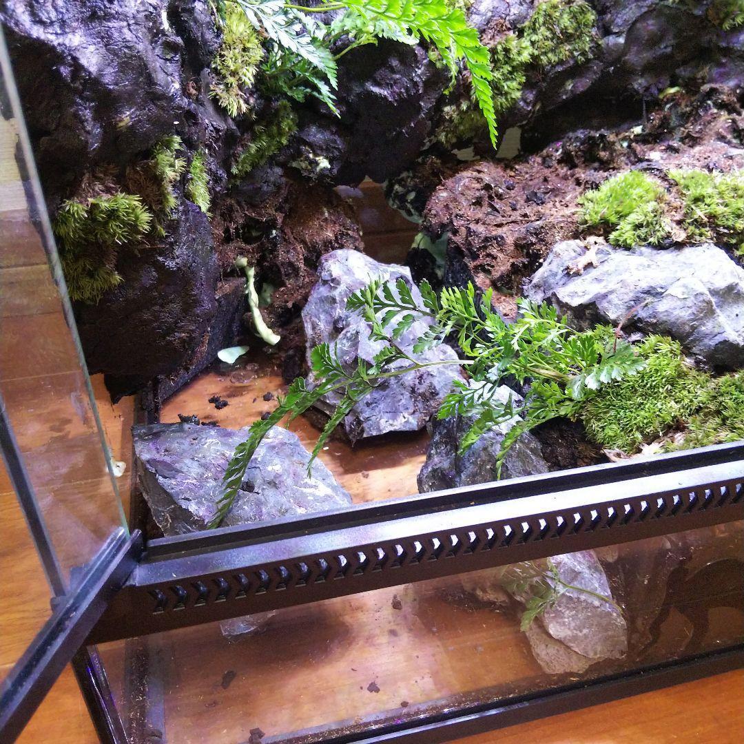 【受注生産】滝のあるアクアテラリウム　イモリウム　苔テラリウム　アクアテラリウム