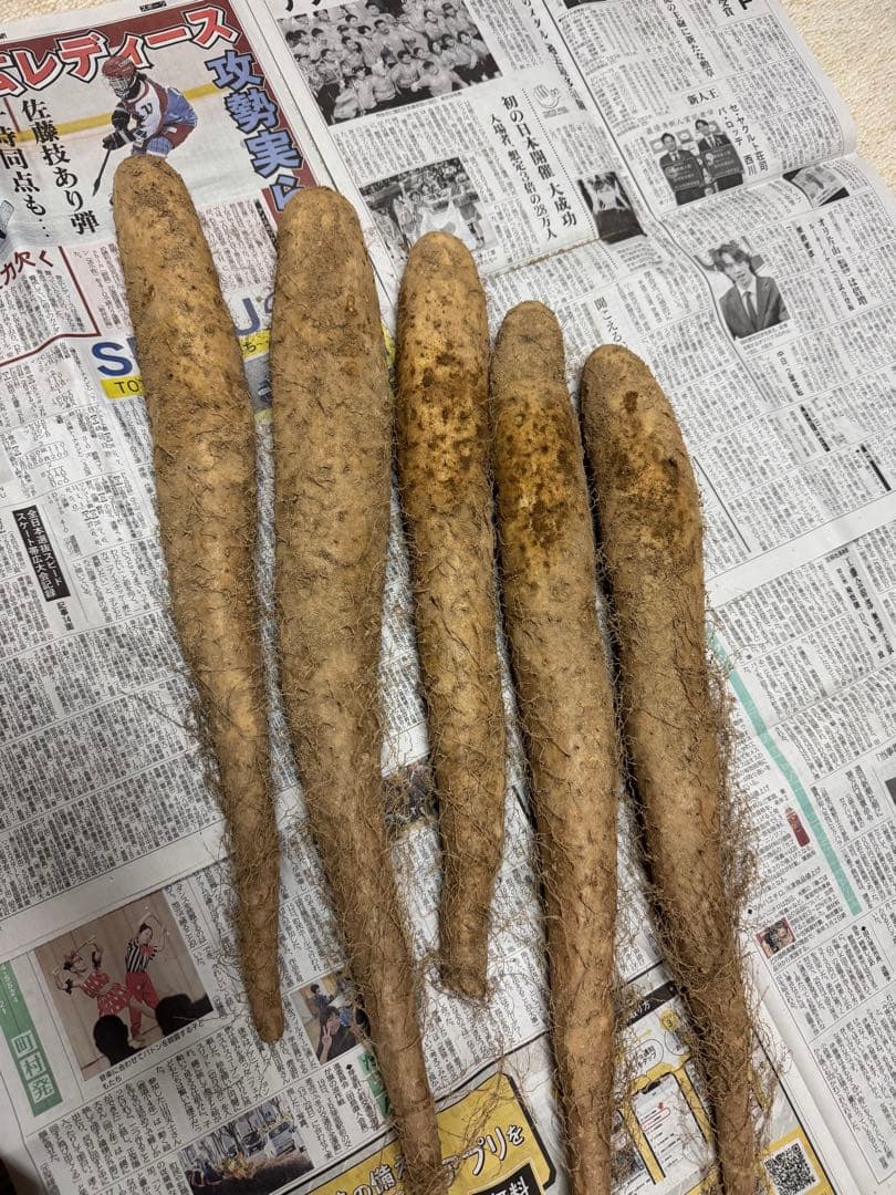 【旬もの】農家直送｜北海道十勝産　採れたて土付き長芋　10kg