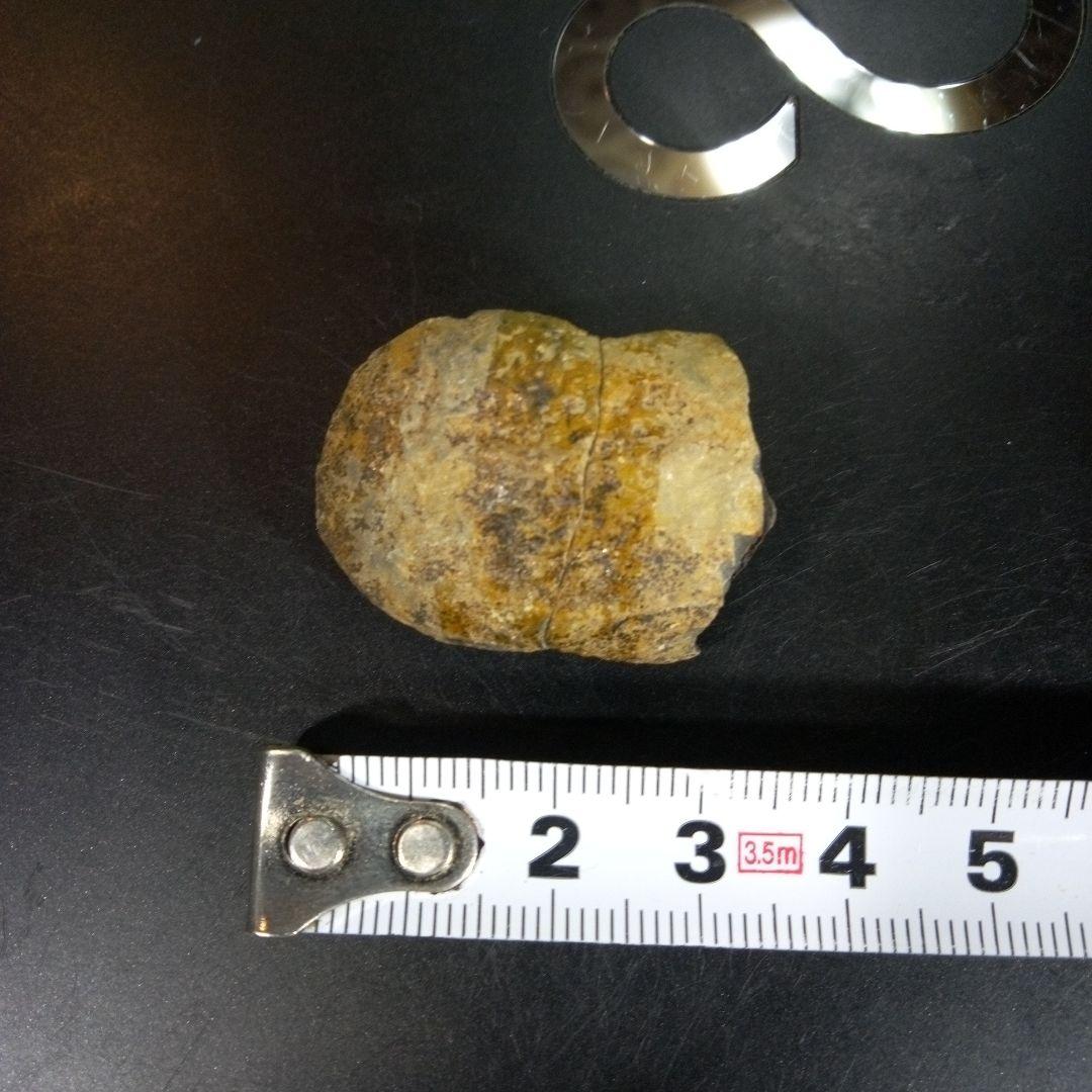 三葉虫　化石　fossil　海　ボリビア産　trilobite　海生動物分類①