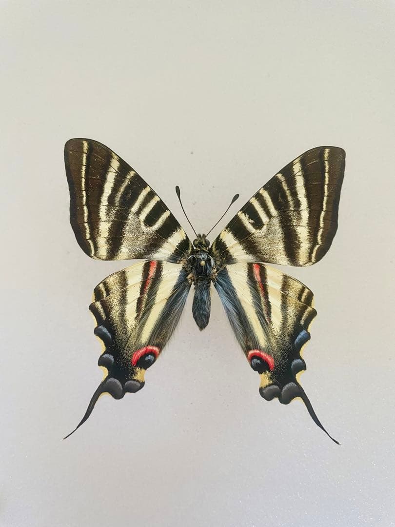 チベットタイマイ（1オス、中国/四川省）