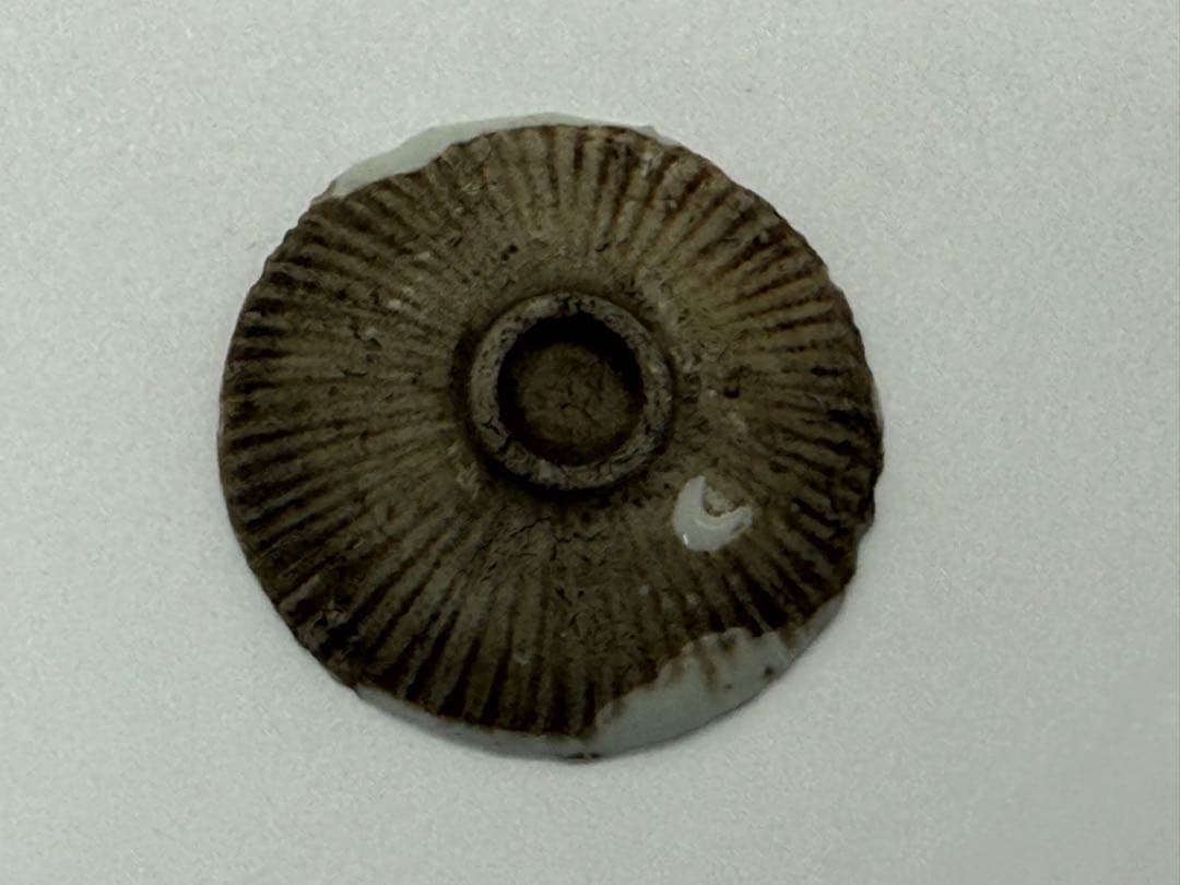 江戸時代　紅皿　貝型　白磁③ 古民具　送料込み251012