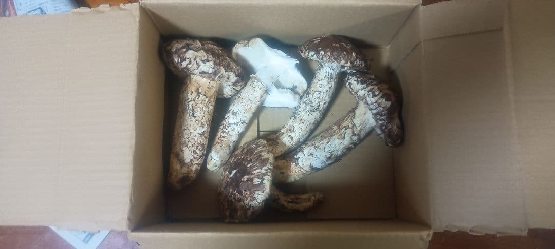 松茸 　400㌘　岐阜県産