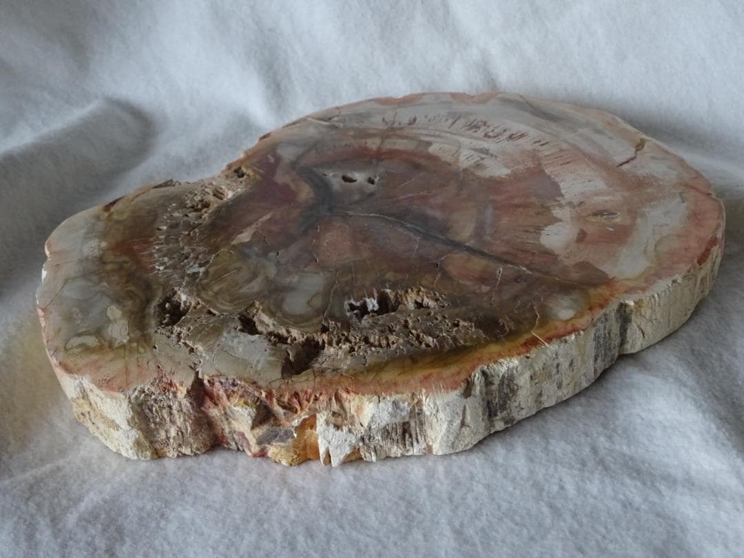 珪化木・化石・天然鑑賞石