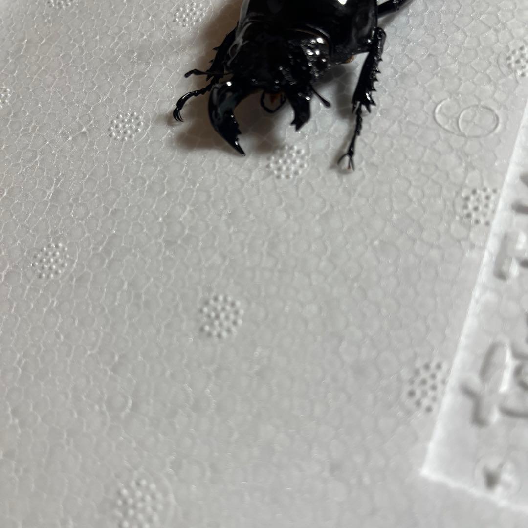 モザイク　雌雄同体　タランドゥス　死虫　標本