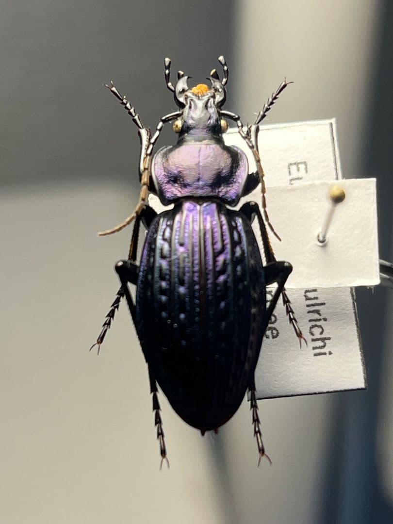 【30mm】Eucarabus ulrichi オサムシ カブリモドキ標本