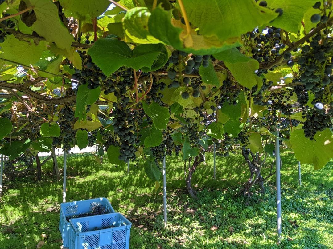 山ぶどう １０kg　山形県月山山麓産①