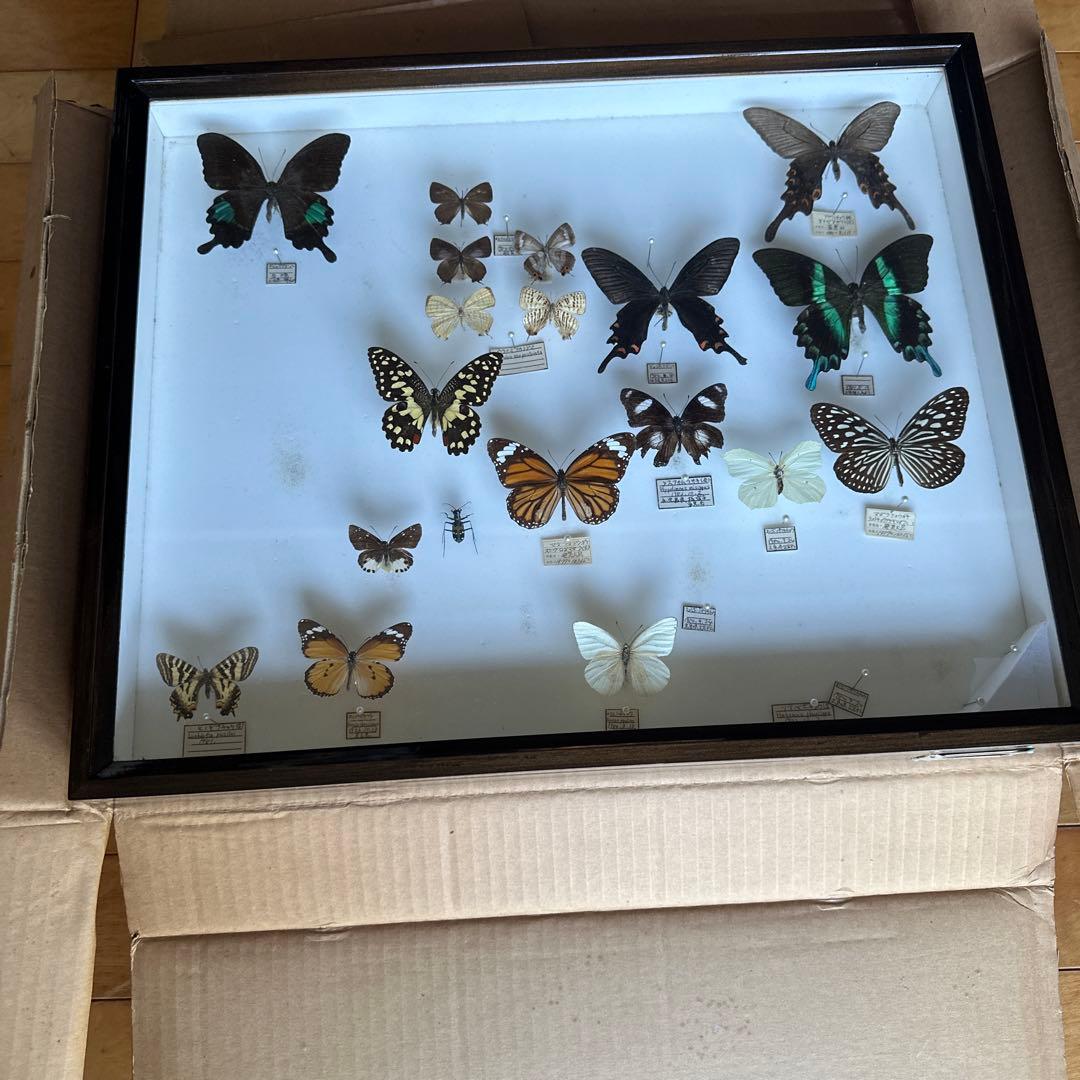 志賀昆虫　ドイツ箱