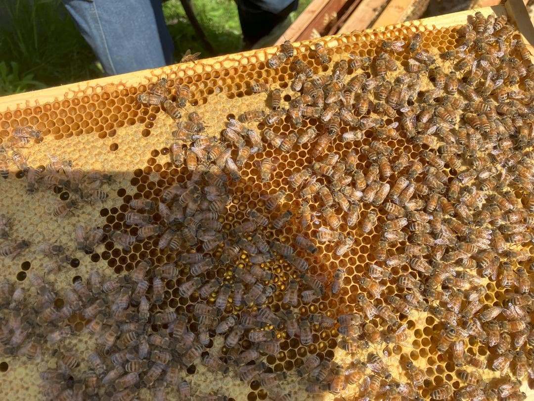 国産蜂蜜 アカシア 百花 1000g 各１本 長野県産 セイヨウミツバチ