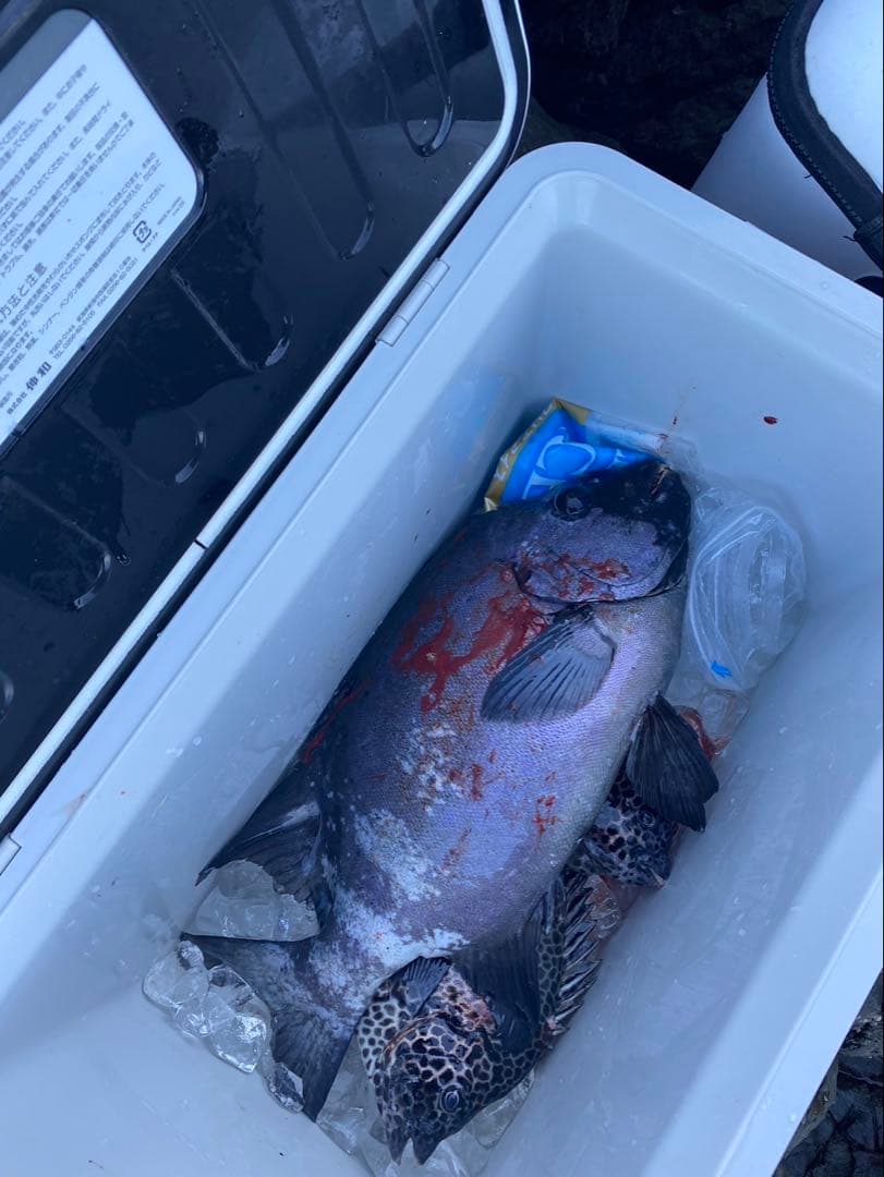 がま石Z1くわせMH525