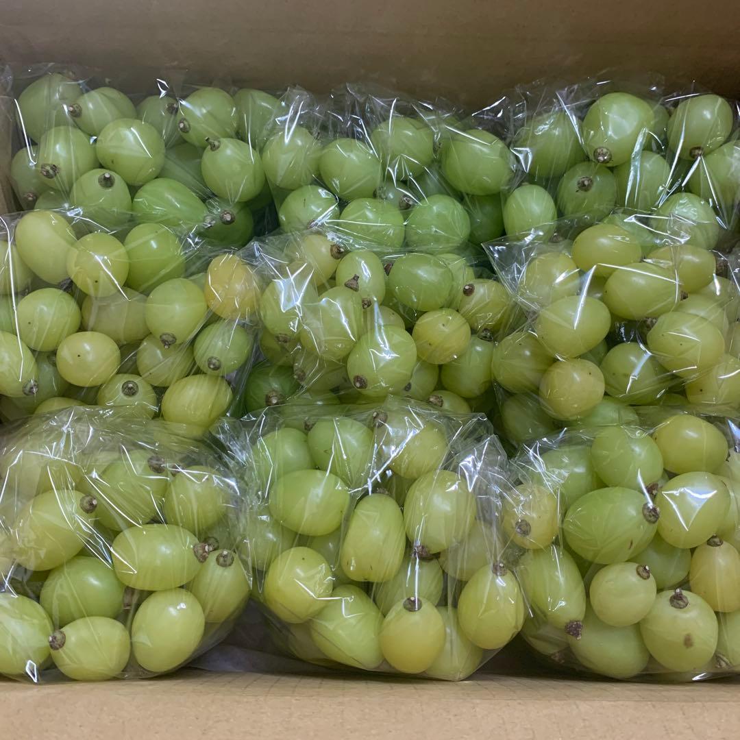 大粒シャインマスカット＆黄色シャインマスカット（粒5キロ以上）