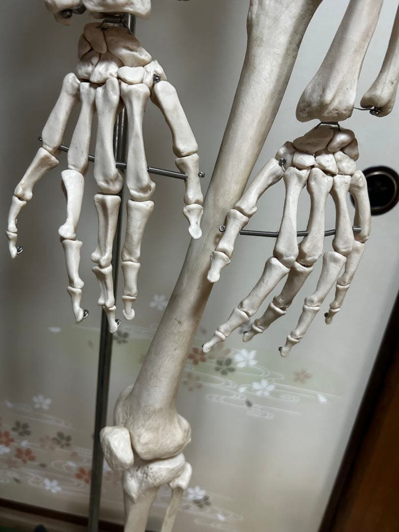 人骨模型　骨格模型　170cm 脊柱模型　70cm