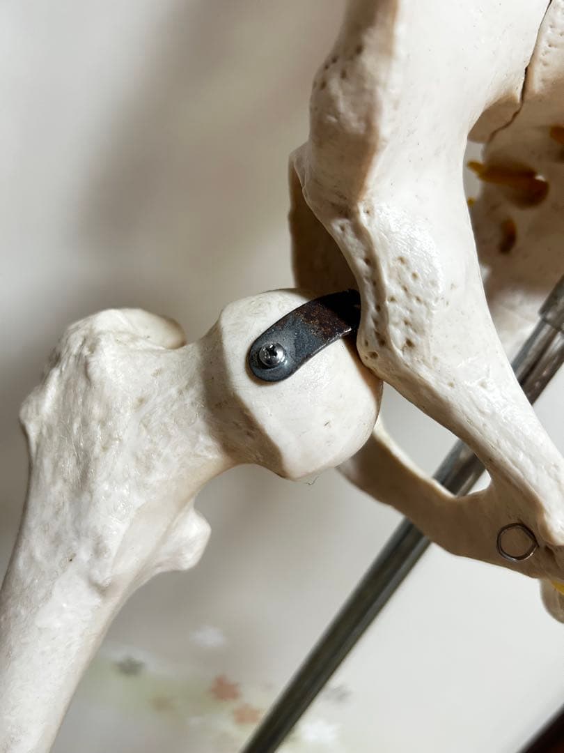 人骨模型　骨格模型　170cm 脊柱模型　70cm