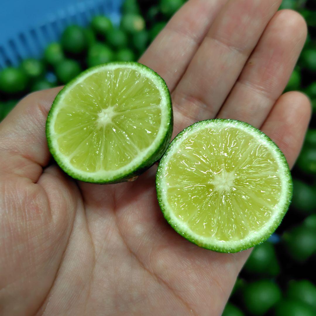 種無しすだち　徳島産　秀品2L　9kg（箱込み10kg以内）