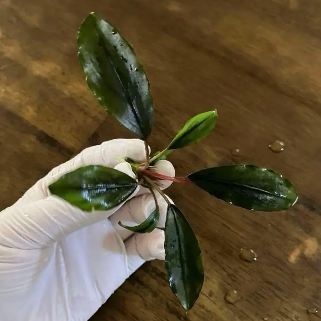 ブセファランドラsp.ダークグレイ【TB】