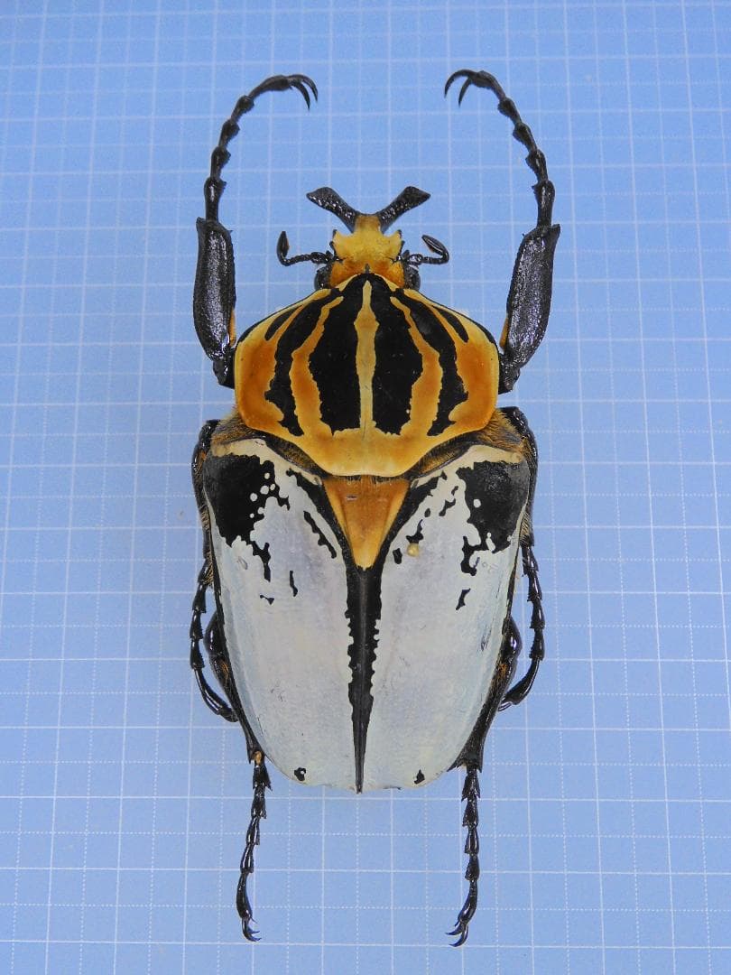 標本 Ivor Cost Goliathus cacicus 83mm