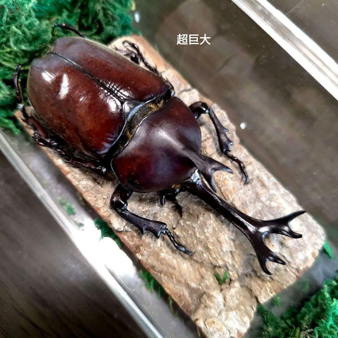 宝物野生巨大超特大大型87mm頭角19.8mm胸角6.4mmぐらいカブトムシ標本