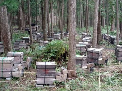 リピーター多数　国産百花蜜 梅酒瓶入り　おまけ付き　生産者価格で大放出