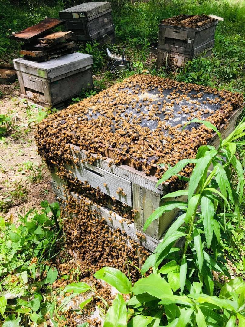 リピーター多数　国産百花蜜 梅酒瓶入り　おまけ付き　生産者価格で大放出