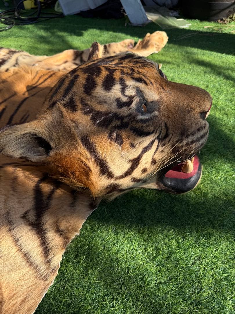 虎 剥製　国際希少野生動植物種登録票付き