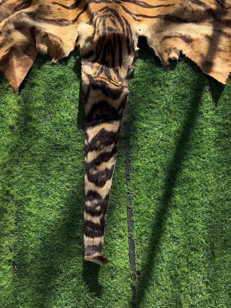 虎 剥製　国際希少野生動植物種登録票付き