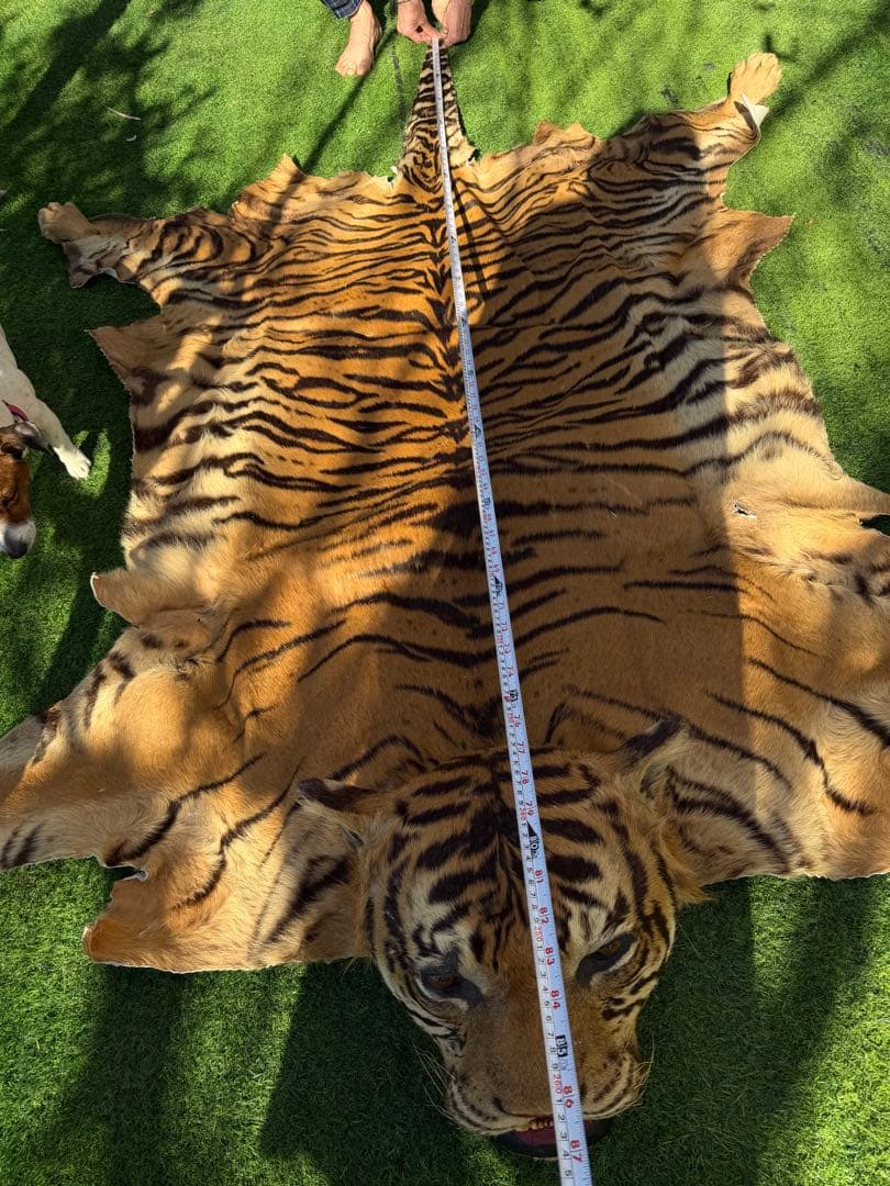 虎 剥製　国際希少野生動植物種登録票付き