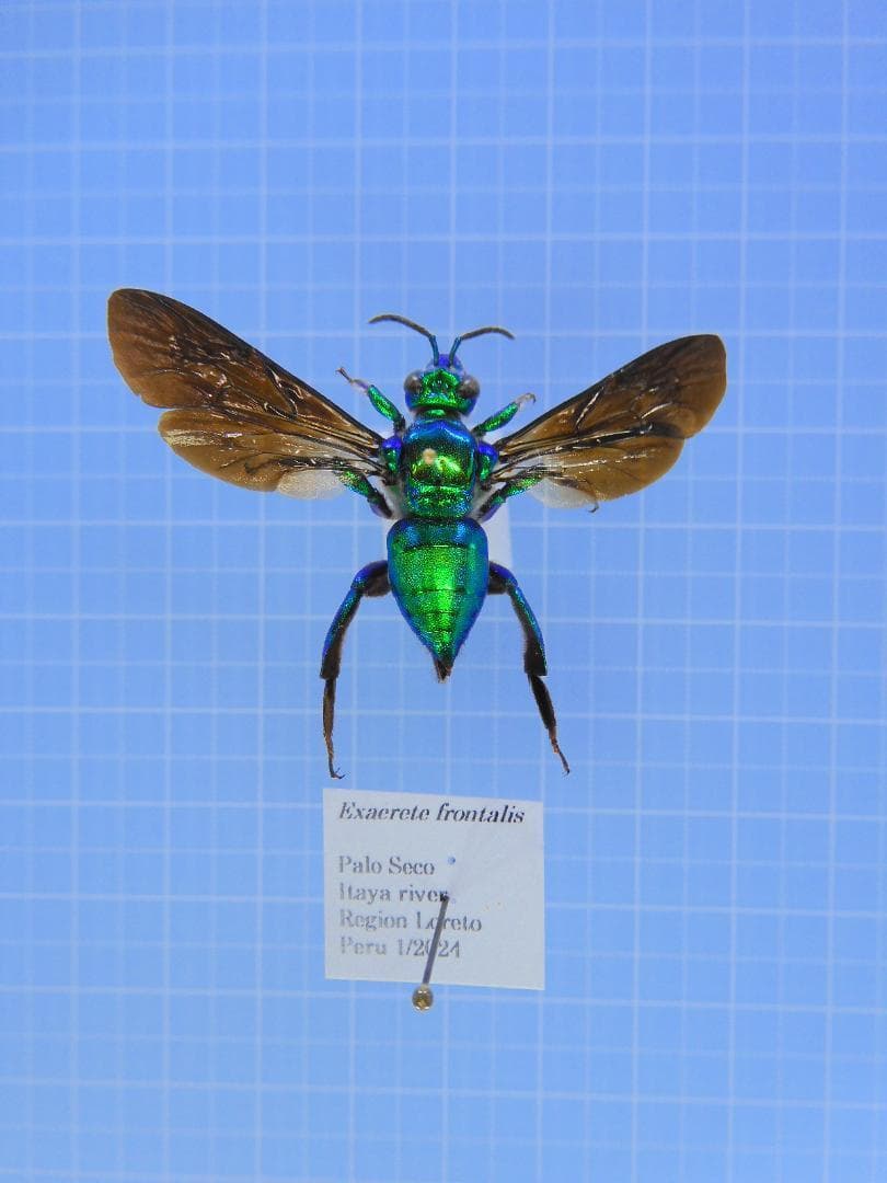 ペルー産　美麗ハチ　48mm