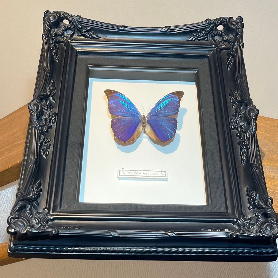 モルフォチョウ　大型個体　標本