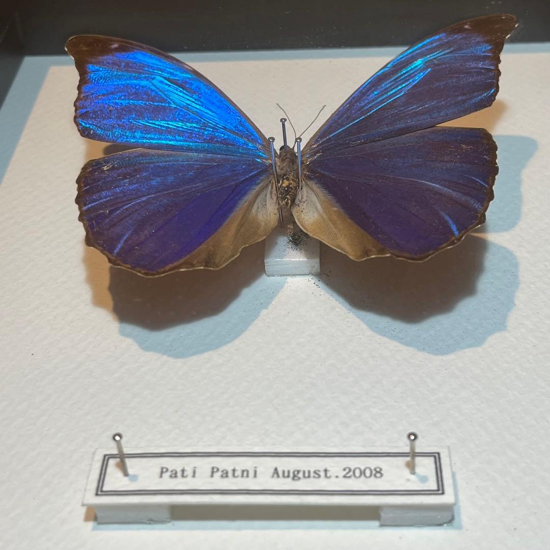 モルフォチョウ　大型個体　標本