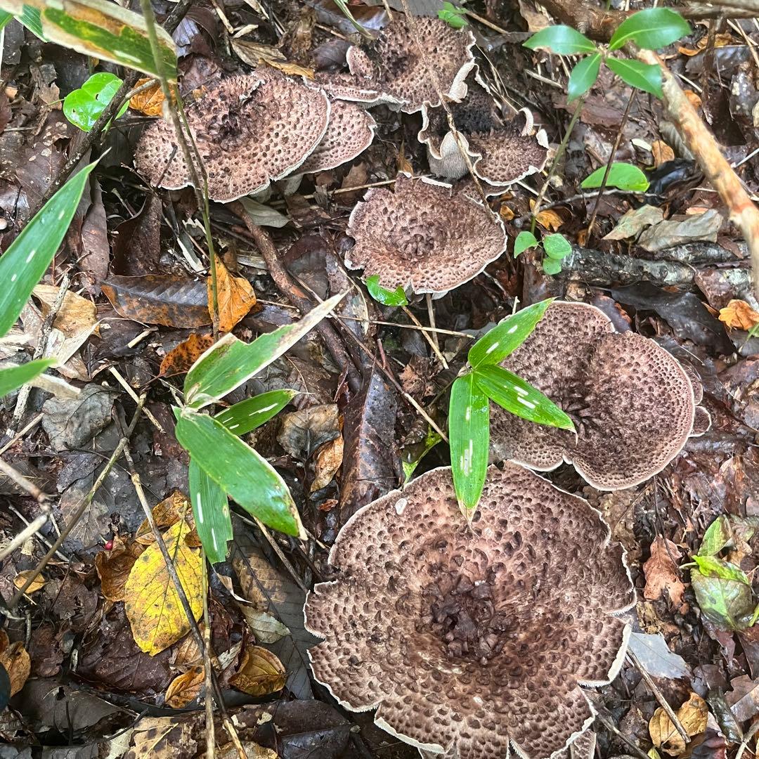 天然香茸‼️広島産　1.0kg 10月15日採りたて　クール便送料無料‼️