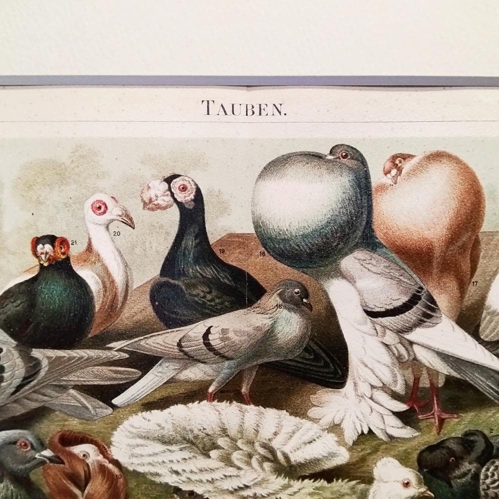 ハトの図版　アンティーク版画　マイヤー百科事典　ドイツ　リトグラフ　鳩　額付