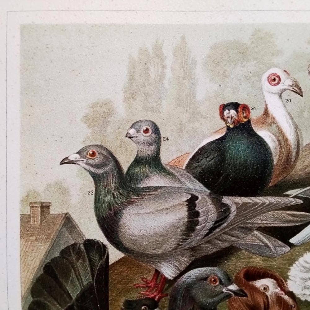 ハトの図版　アンティーク版画　マイヤー百科事典　ドイツ　リトグラフ　鳩　額付