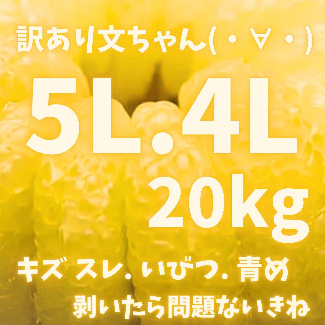 文旦　水晶文旦　みかん　好きに　　訳あり50