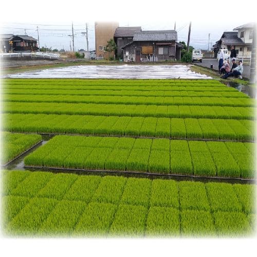 令和7年産 希少米 緑肥＆有機肥料 特別栽培米【朝日】10キロ