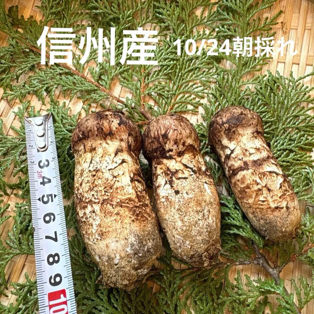 長野県南信州産‼️松茸 大小　3本セット 144g 10/24朝採れ