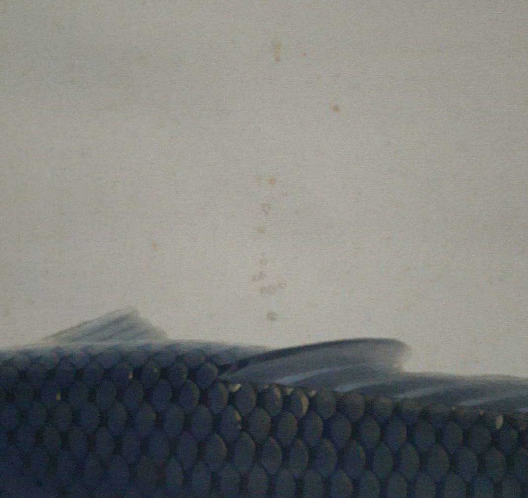 掛け軸/黒鯉/一匹