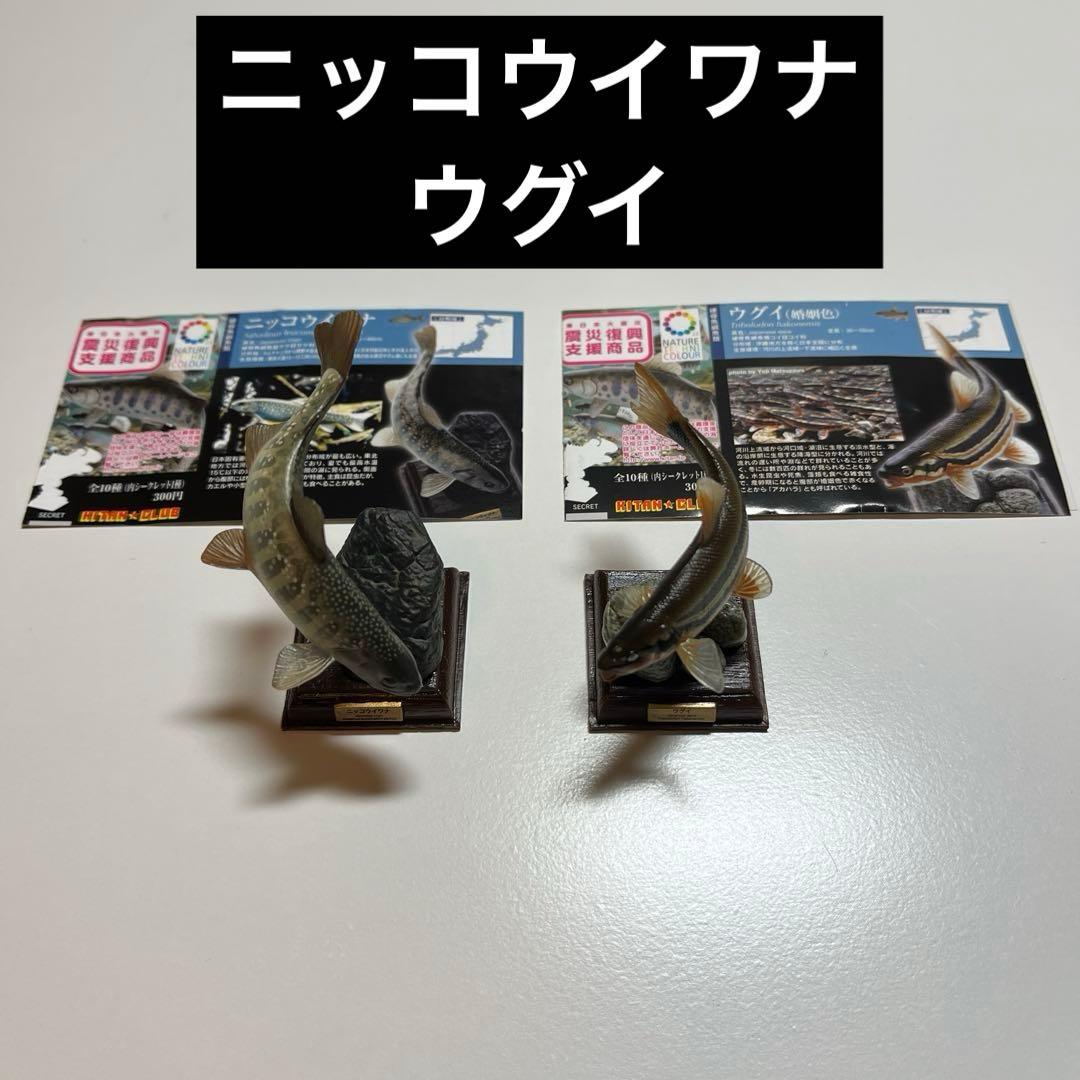 ネイチャーテクニカラー　日本の清流　ニッコウイワナ　ウグイ