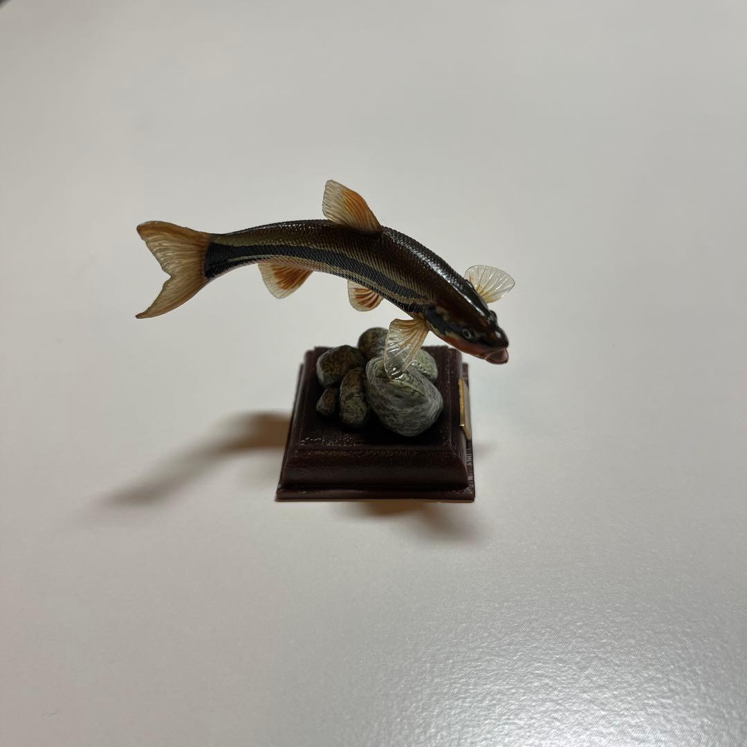 ネイチャーテクニカラー　日本の清流　ニッコウイワナ　ウグイ