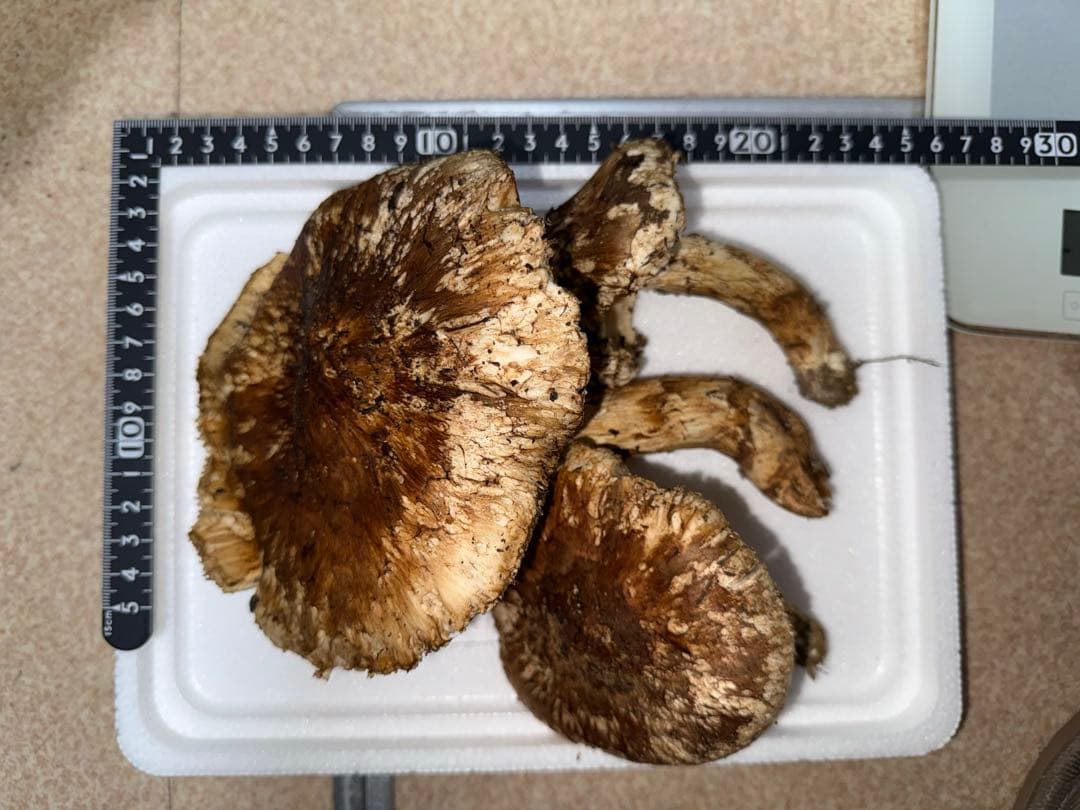 【訳あり商品】広島県産松茸231g＋アカヤマドリ201g