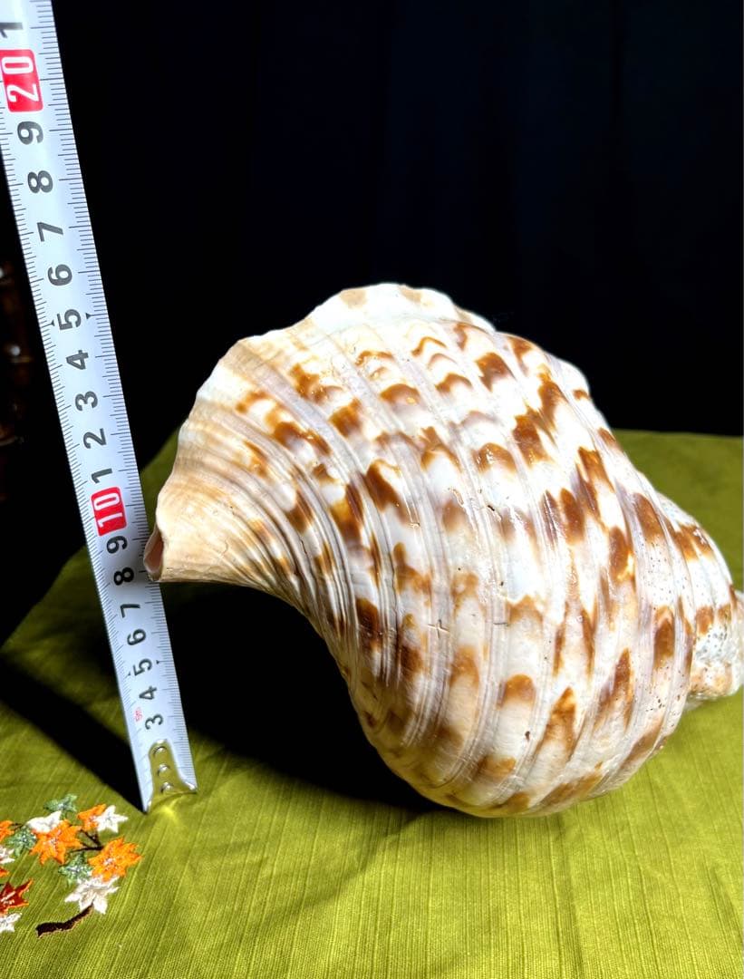 法螺貝　ホラ貝　大きさ約28cm 前後 ホラガイ　ほら貝