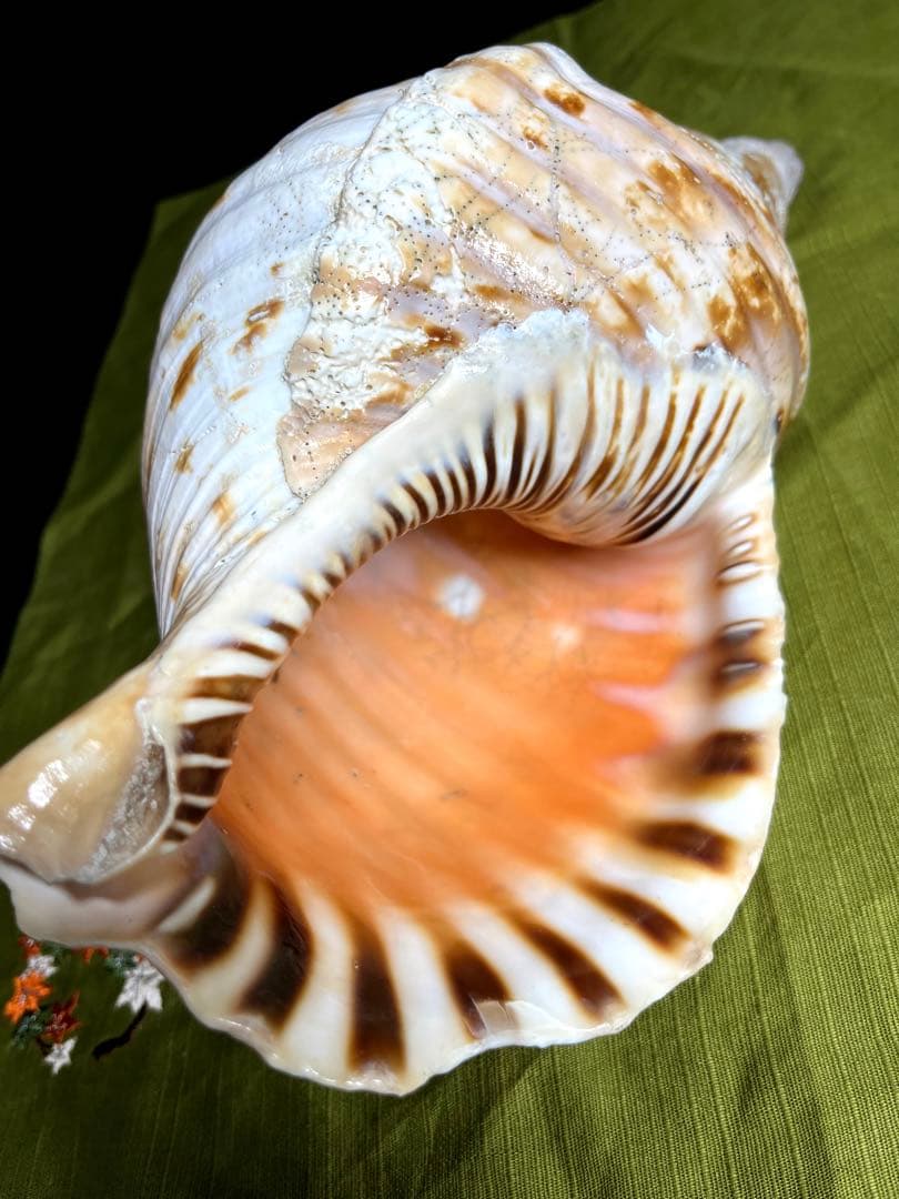 法螺貝　ホラ貝　大きさ約28cm 前後 ホラガイ　ほら貝