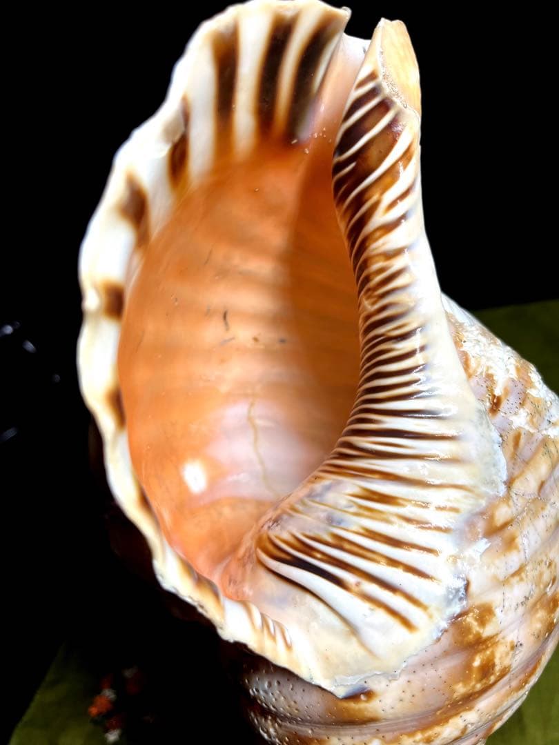 法螺貝　ホラ貝　大きさ約28cm 前後 ホラガイ　ほら貝