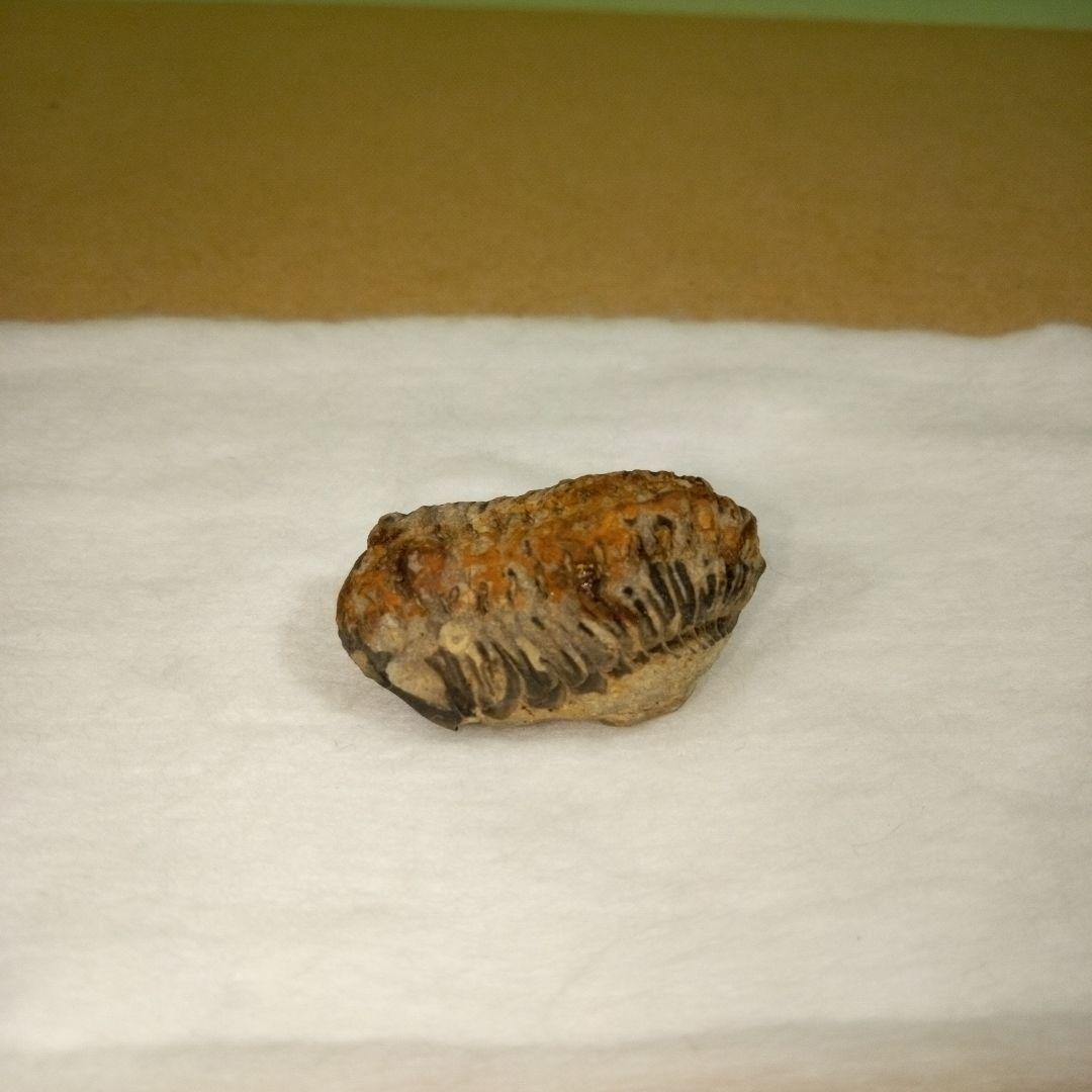 三葉虫　化石　fossil　ボリビア産　レア　Fossil判別⑧