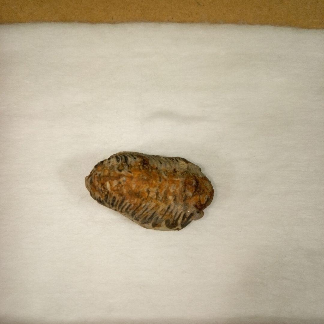 三葉虫　化石　fossil　ボリビア産　レア　Fossil判別⑧