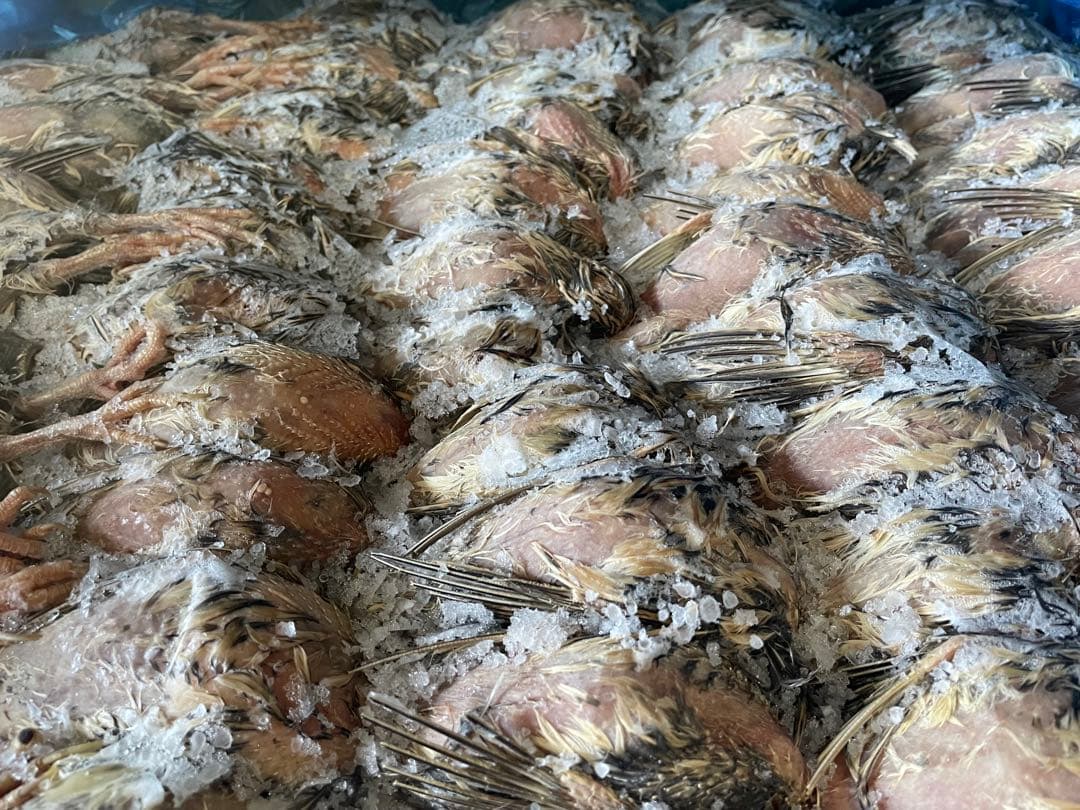 冷凍　親うずら　未処理100羽入　数量限定　残3個