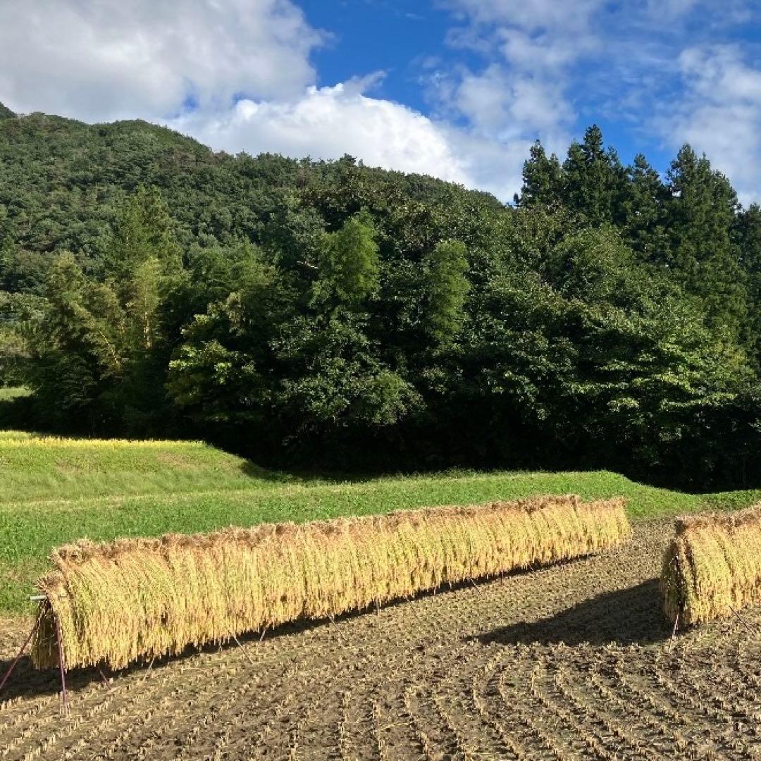 希少！ はざかけ米 農家直送 100% コシヒカリ 20Kg