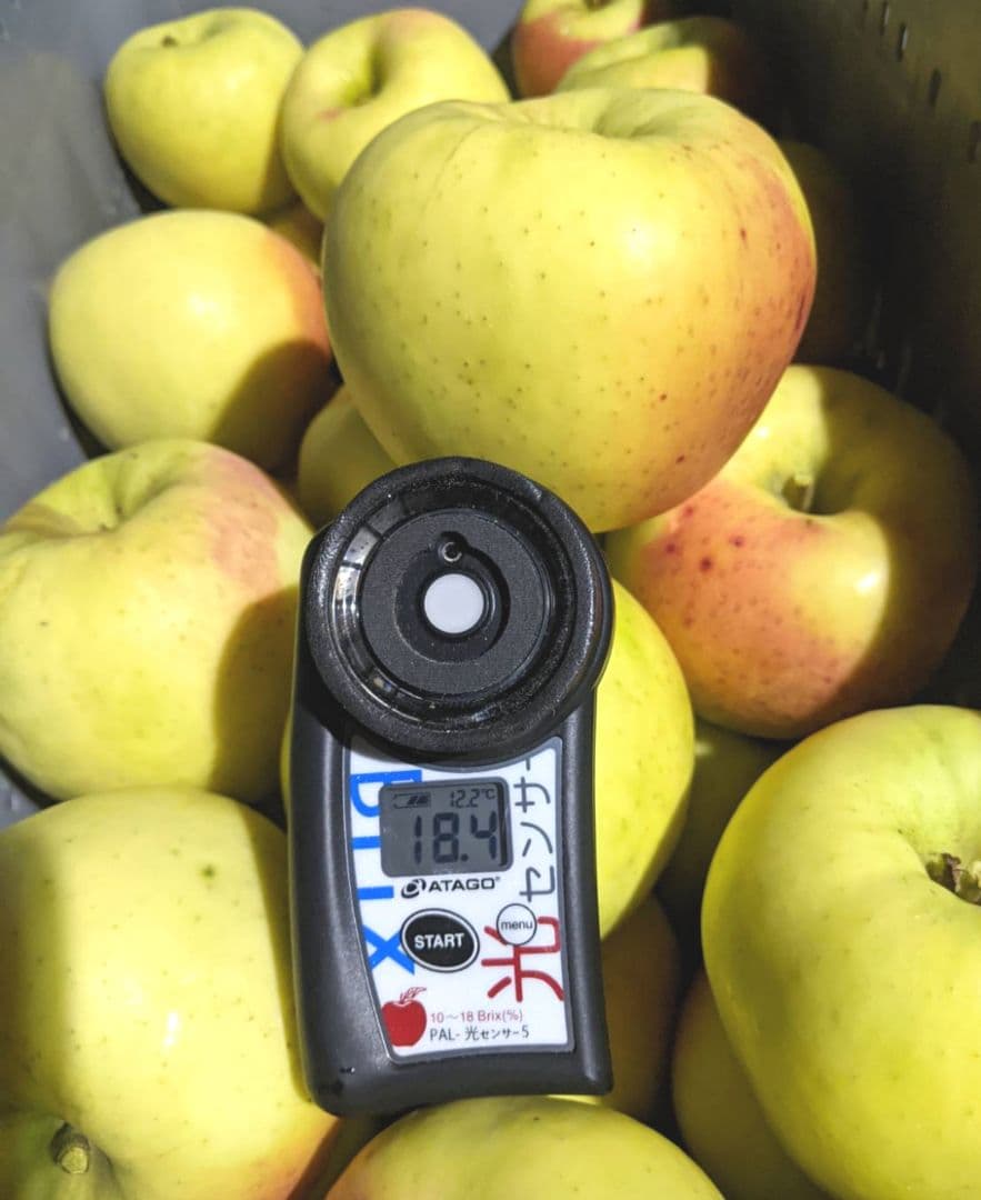 お得10k　ぐんま名月　じぃじの美味しい林檎