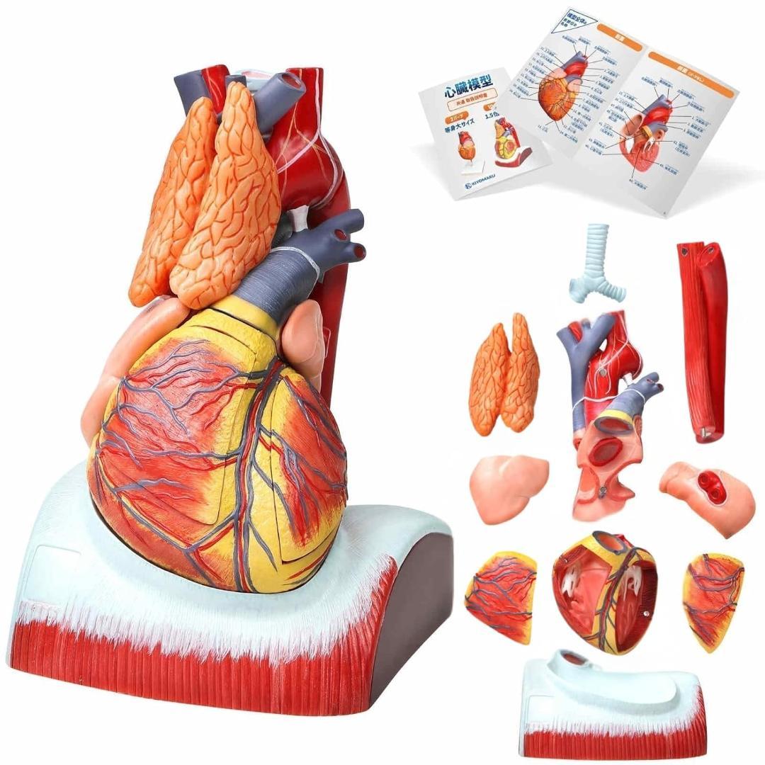KIYOMARU 心臓模型 1.5倍大 10パーツ分解人体模型